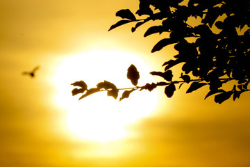 Bird on sunset 