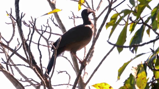  Chaco Chachalaca (Ortalis canicollis) on the tree. Image in the Pantanal Biome. Mato Grosso do Sul state, Central-Western - Brazil.