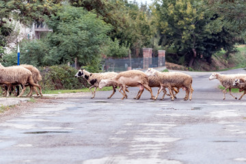 Obraz premium The flock of sheep crossing the road in the file