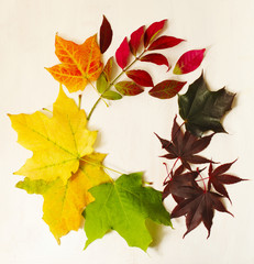Autumn colorful leaves frame