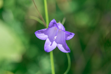 closeup of Purple Flower