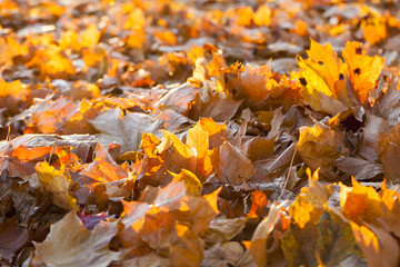 fallen leaves of a maple
