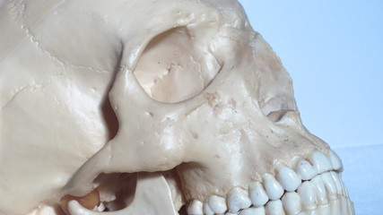 side skull profile