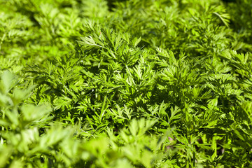 green parsley in a field