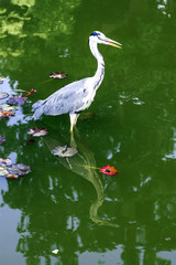 Wild heron on hunt / United Kingdom