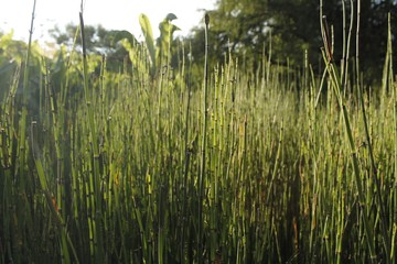 Obraz premium reeds