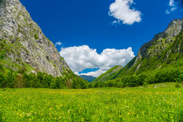 Picturesque flowers in the meadow in the high mountains.