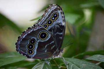 Obraz na płótnie Canvas Blue Butterfly