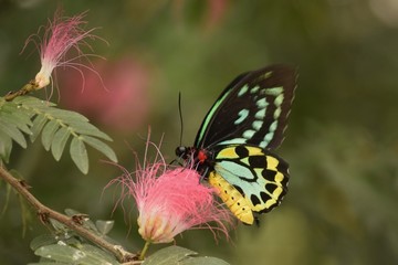 Teal Butterfly on Pink Flower