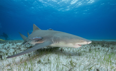 Lemon shark, Grand Bahama, The Bahamas.