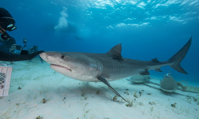 Tiger shark, Tiger Beach, Grand Bahama, The Bahamas.