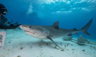 Fototapeta premium Tiger shark, Tiger Beach, Grand Bahama, The Bahamas.