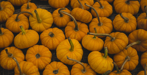 Patch of pumpkins in Hawaii