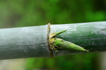 fresh green young bamboo with baby bamboo on joints