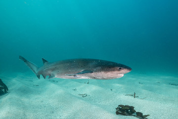 Fototapeta premium Tiger shark, Tiger Beach, Grand Bahama, The Bahamas.