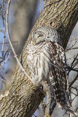 Barred Owl in winter