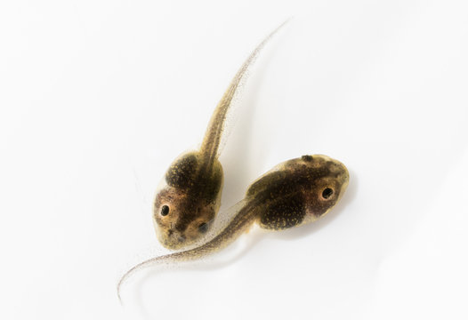Two tadpoles swim over a white background