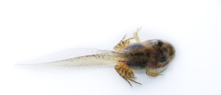 Juvenile wood frog on a white background