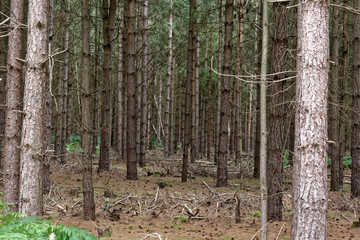 the woods