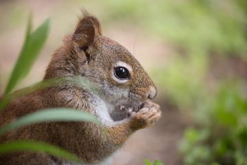 Chipmunk eats seeds