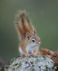 Curious red squirrel challenges onlooker