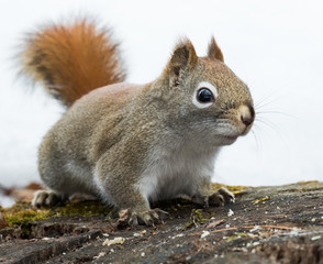 Concerned red squirrel worries the path to his cache is blocked