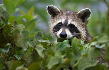 Juvenile raccoon climbing in a bush
