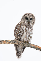Barred owl perched on a branch in winter looking at viewer