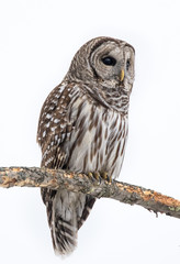 Barred owl perched on a branch in winter