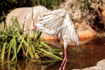 African spoonbill called Platalea alba