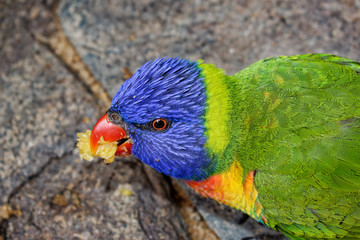 hungry parrot