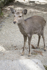 奈良公園のシカ