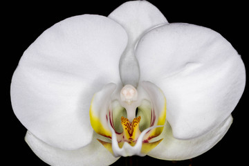 phalaenopsis