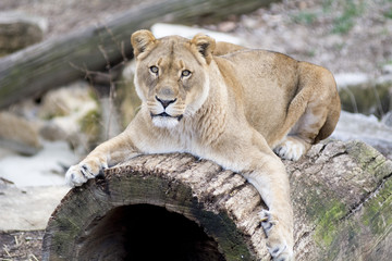 Lioness on Log