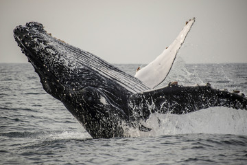 Humpback whale breaching during the annual sardine run along the east coast of South Africa.