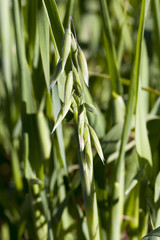 close-up oats