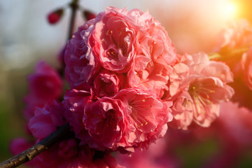 Blooming cherry blossom
