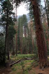 Yosemite national Park in USA