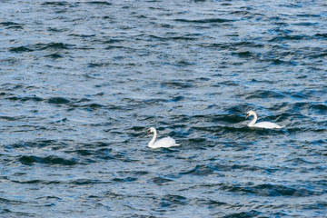 two mute swans swimming in Draycote Waters, UK