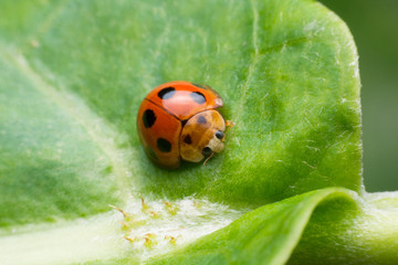 Ladybug insects walking on green leaves.