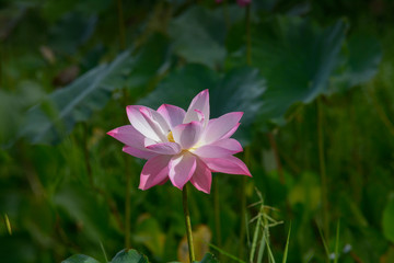 Obraz premium Indian Lotus