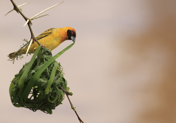 Fototapeta premium Gniazdo ptaka Vitelline Masked Weaver