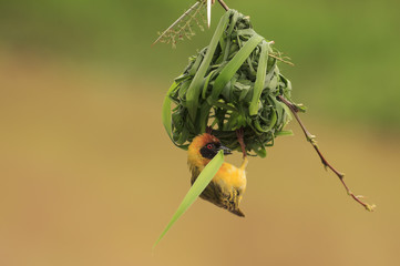Vitelline Masked Weaver bird nest