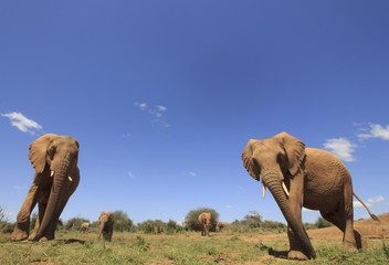Obraz na płótnie Canvas African Elephants