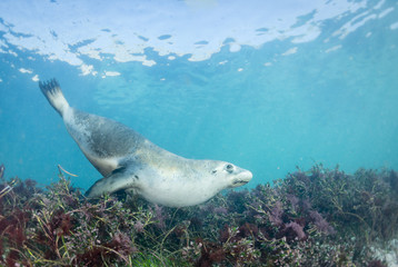 Australian sea lion underwater view, Neptune Islands, South Australia.