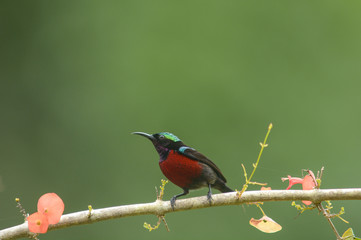 Van Hasselt's Sunbird; Leptocoma brasiliana, Purple throated sunbird