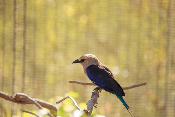 Blue-bellied roller called Coracias cyanogaster