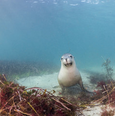 Australian sea lion underwater view, Neptune Islands, South Australia.