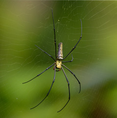 long leg spider on with green background