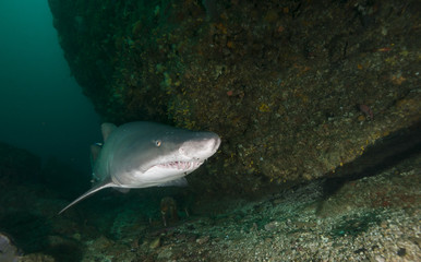Sand tiger shark at the dive site, Aliwal Shoal, on South Africa's east coast.